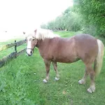 Schmelzer