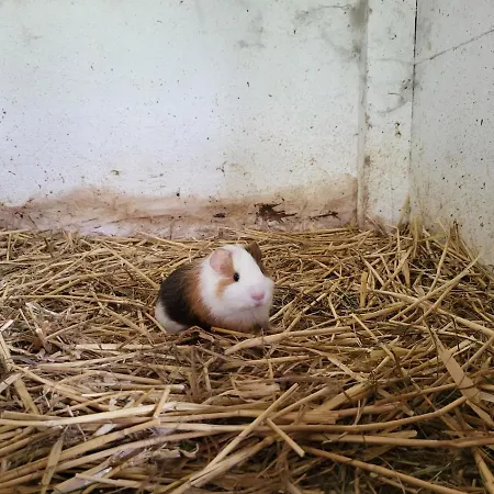 Schmelzer 农家乐 Kägsdorf